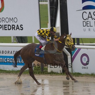 Datspeaker criado no Santarém vence em CJ, Ocrisbella e Tigre da Serra ambos por Tiger Heart vencem em Las Piedras e Cristal