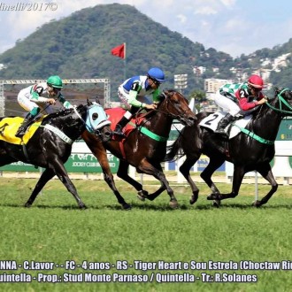 SOU GIOVANNA (Tiger Heart) obtém 6ª vitória na Gávea e TANAK ((Tiger Heart) fatura a 4ª no Cristal