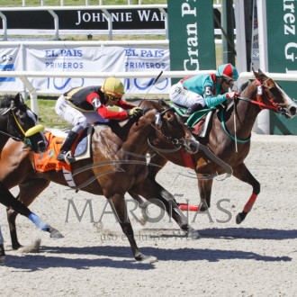 Oggigiorno do Santarém e Holy Legal pensionista do Santarém cumprem destacadas atuações nas provas clássicas da semana principal de Maroñas