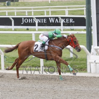 Duro de Matar (Salto) assume liderança da geração no Uruguai, Rainha Pioneira (Pioneering) criada no Santarém vencem em Maroñas