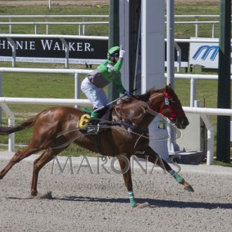 Duro de Matar, primeiro filho de Salto a correr, vence em Maroñas por vários corpos