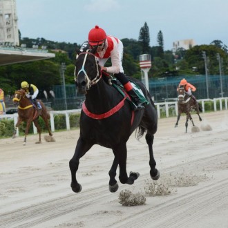 Pioppo criação Hs Santarém e Tiger of Joy (criado no Santarém) e So In Love todos por Tiger Heart vencem em CJ e Gávea