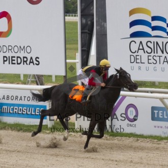 Filhos de Pioneering vencem em Las Piedras (pensionista do Santarém), CJ e Gávea, filho de Tiger Heart vence na Gávea