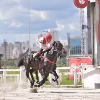 Pioppo (Tiger Heart) criação Santarém vence Prova Especial em Cidade Jardim