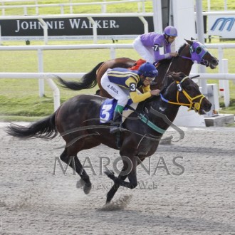 Pushkin (Pioneering) criado no Santarém vence a 3ª em Maroñas, outros filhos de Pioneering vencem em CJ, Gávea e Maroñas