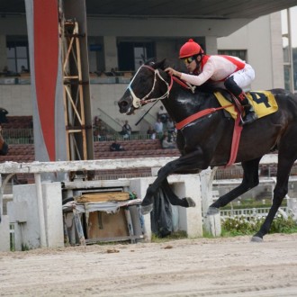 Pioppo e Saltatrix criação Santarém vencem em CJ e Maroñas, Surprising recriada e vendida pelo Santarém faz 2º em Grupo 2 na Gávea