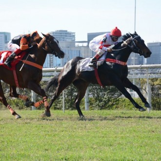 RAJ (Tiger Heart) criação Haras Santarém estréia com vitória em CJ