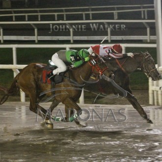 Duro de Matar (Salto) vence Grupo 3 em Maroñas, Datspeaker criado no Santarém vence na Gávea