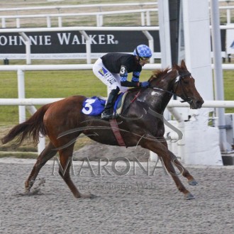 Filhos de Tiger Heart vencem em Maroñas, Gávea e Cristal