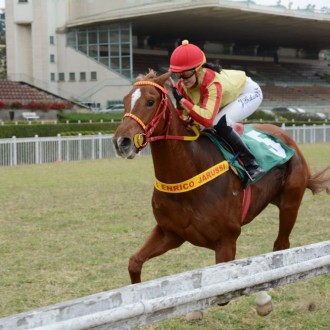 Sédulus (Salto) criação Haras Santarém vence em CJ