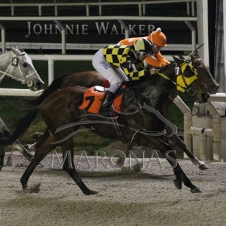 Queenship (Tiger Heart) criação Santarém vence a 5ª carreira no Uruguai, filhos de Tiger Heart vencem também na Gávea e Tarumã