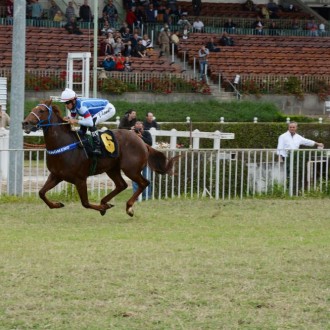 Tiger of Joy (Tiger Heart) criado no Santarém vence a 2ª em CJ