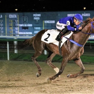 Verdi di Giuseppe (Pioneering) e Rainha Pioneira (Pioneeing) criados no Santarém vencem na Gávea e em Maroñas