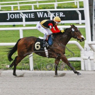 Pensionistas  do Santarém vencem, Holy Legal (Hs Belmont) vence Clássico em Maroñas e Sophia Tiger (Hs Campar) ganha no Cristal