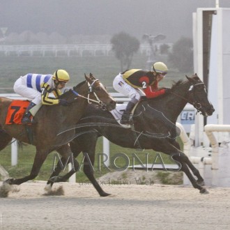 Rainha Pioneira (Pioneering) e Carmine (Tiger Heart) criados no Santarém para Hs Belmont vencem em Maroñas e Gávea
