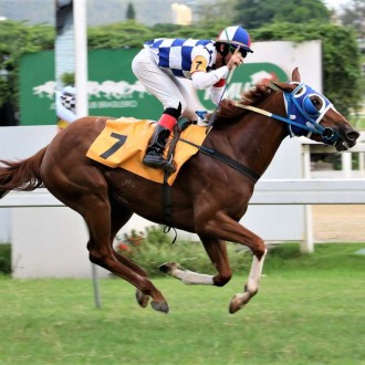 Rispetabile do Santarém vence na Gávea e Tiger of Joy criado no Santarém vence em CJ