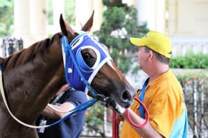 Rispetabile 19.11 cavalariço