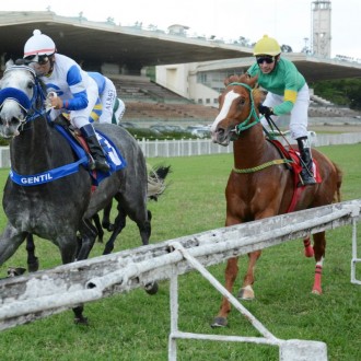SICUT (Tiger Heart) criação Santarém vence em Cidade Jardim