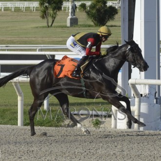 Rainha Missioneira (Pioneering) criada no Santarém vence a 6ª carreira no Uruguai