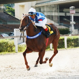 Tiger of Joy criado no Santarém vence Prova ESpecial em Cidade Jardim