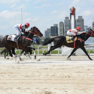 Pioppo filho de Tiger Heart criação Santarém vence a 10ª carreira em CJ