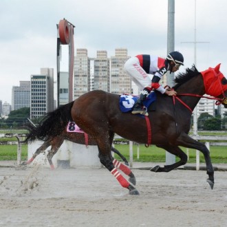 Qing Yuan (Pioneering) criação Santarém vence a 4ª em CJ e Khodynka criada no Santarém vence na Gávea