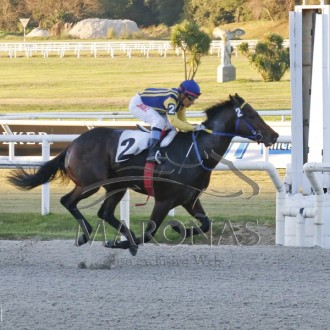 Pushkin (Pioneering) criado no Santarém vence a 4ª carreira em Maroñas