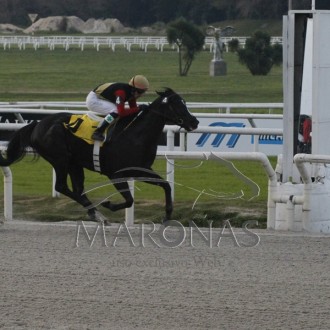 Rainha Pioneira (Pioneering) criada no Santarém para Hs Belmont vence Grupo 3 em maroñas