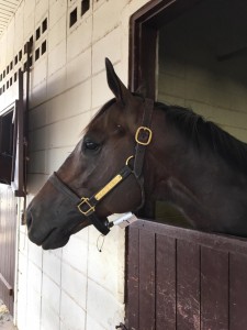 Rally Cry cabeça foto na chegada em Guarulhos