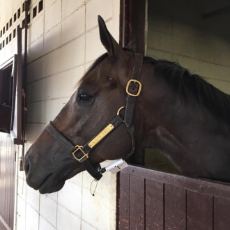 RALLY CRY (Uncle Mo) chega no Brasil e já está alojado no Haras Santarém