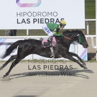 Saltatrix (Pioneering) criação Santarém vence em Las Piedras