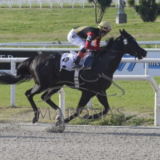 Rainha Pioneira (Pioneering) criada no Santarém vence outra Prova de Grupo em Maroñas
