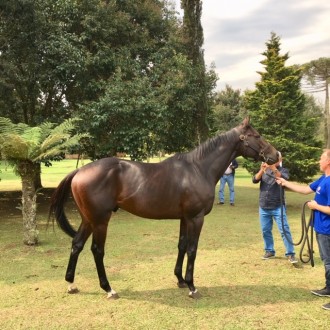 Recepção no Haras Santarém para os cotistas, criadores, profissionais e turfistas para visualização e promoção do reprodutor RALLY CRY