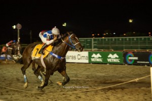 Royal Forestry 17.12