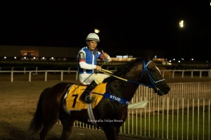 Royal Forestry 17.12 padock