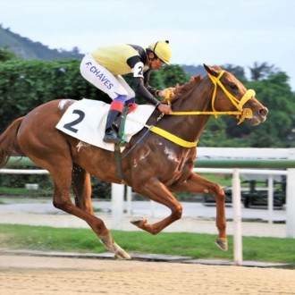 Tamar (Tiger Heart) criação Haras SAntarém vence na Gávea
