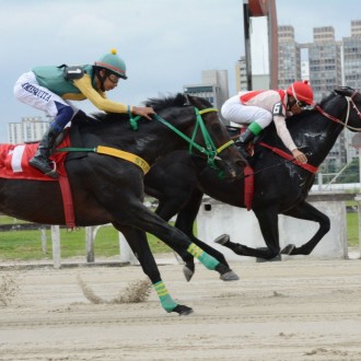 Pioppo (Tiger Heart) vence a 11ª carreira em Cidade Jardim