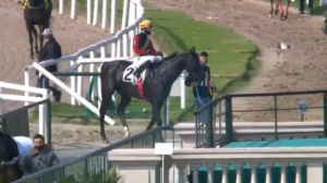 RAinha Pioneira 08.098 paddock