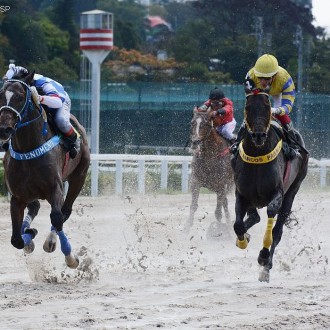 Royal Forestry criado no Santarém vence sua décima carreira na Prova Especial Kigrandi