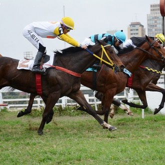 Terra de Campeões (Glória de Campeão) volta a vencer em Cidade Jardim de ponta à ponta