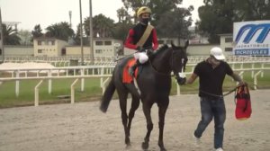 RAinha Pioneira 25.09 paddock