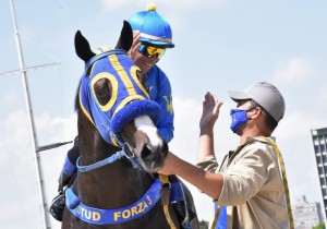 TAkashi 21.11 cavalariço