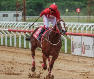 SAilor Courtier 53º Turfe GAúcho