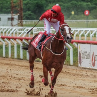 Sailor Courtier (Courtier) vence Turfe Gaúcho e dá bicampeonato ao Haras Cima