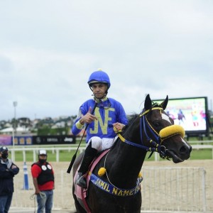 Tarsílio 14.01 paddock