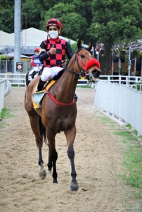 Ginger Touch 30.05 paddock