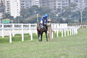 TAkashi 15.05 cavalariço