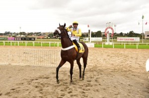 Caled 18.06 Derby paddock