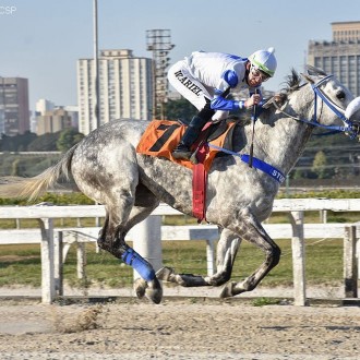 Sicut (Tiger Heart) vence a 6ª carreira em Cidade Jardim