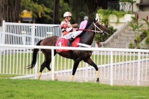 Nergy of Tiger 17.08 paddock